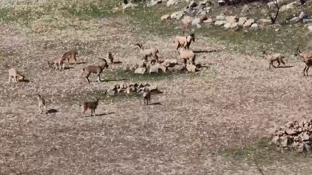 Sürü halinde kameraya takıldılar! Zarar vermenin cezası tam 940 bin lira