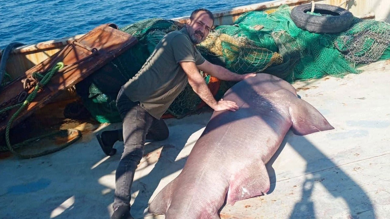 Tam 350 kilo ağırlığında! Ağlarına takılanı görünce şaşkına döndüler
