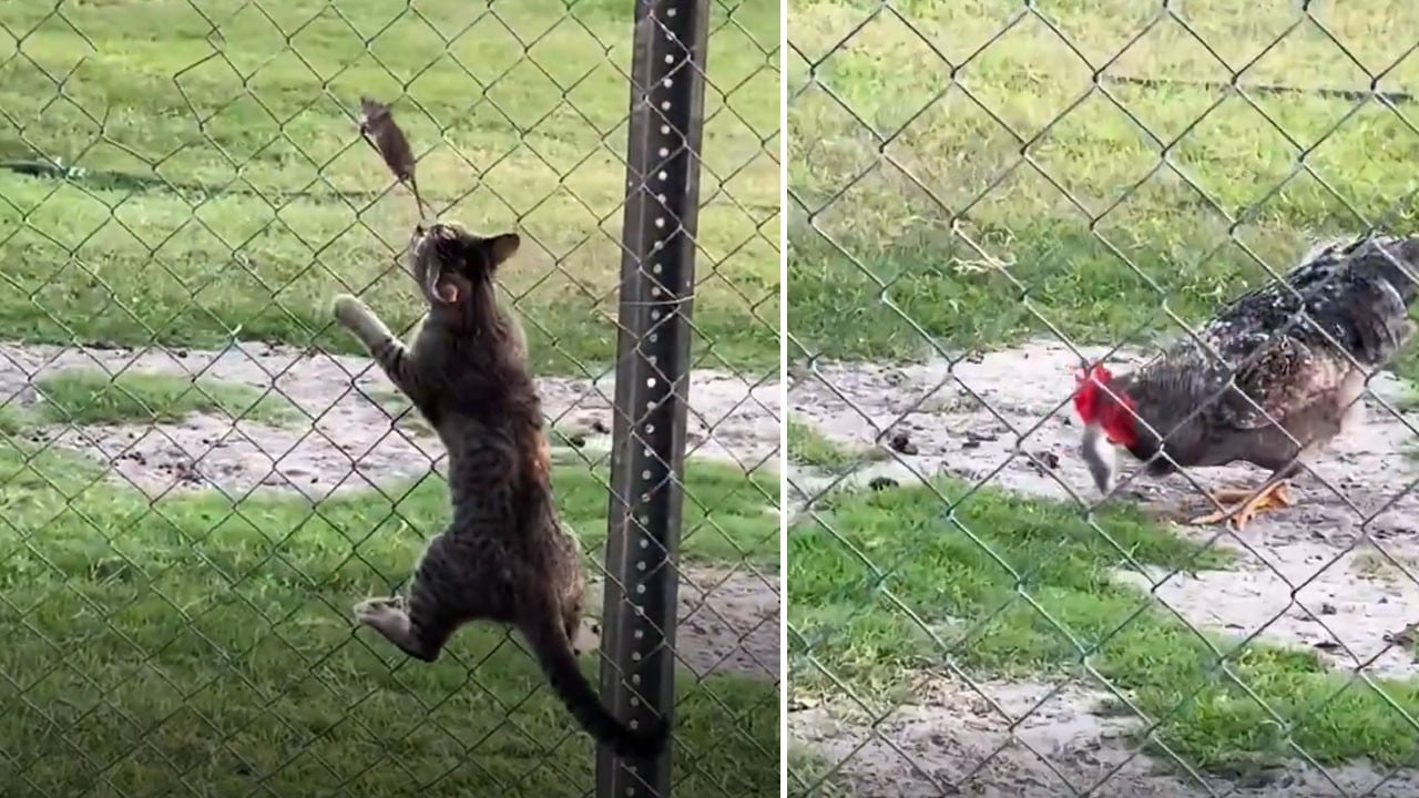 Tam da kurtulmuştu! Kedi fare kavgası kimsenin beklemediği bir sonla bitti!