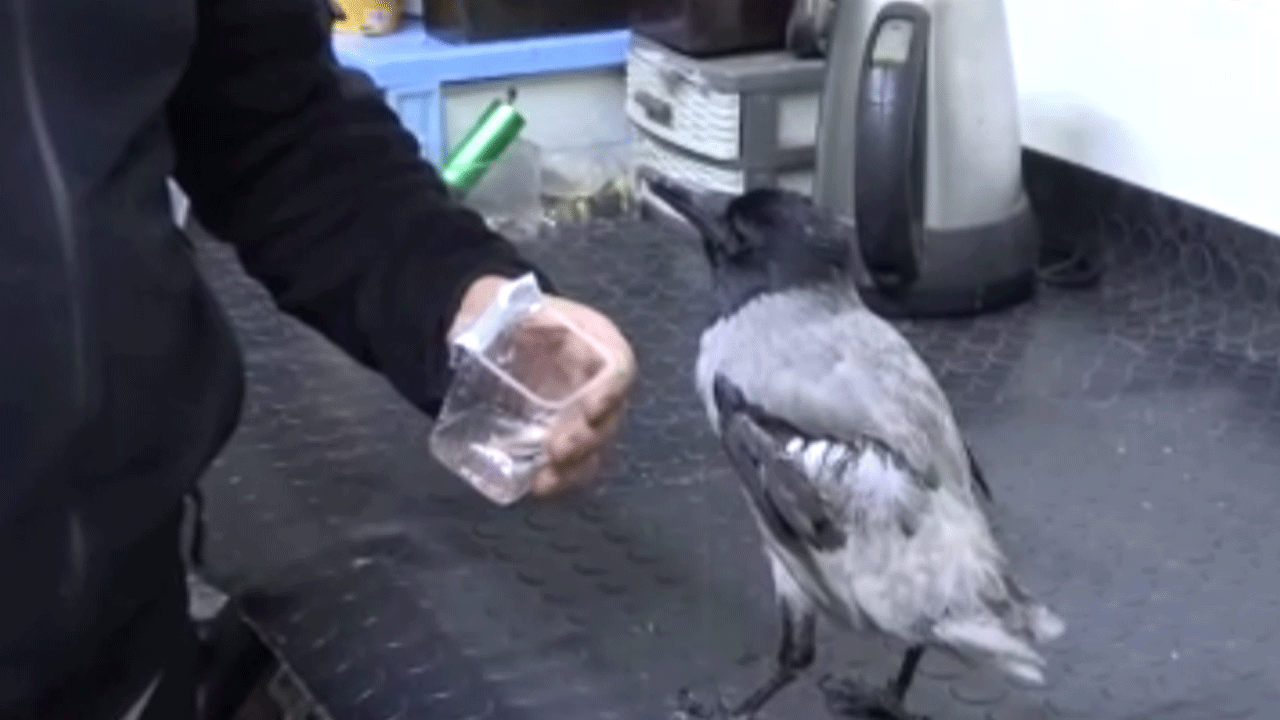 Tamirci çırağı karga!