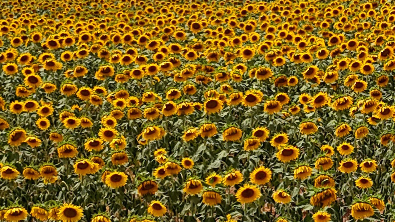 Tarlalar sarıya büründü! Kartpostallık manzara