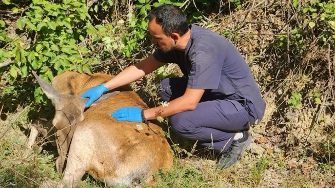 Tedavisi tamamlanan 132 yaban hayvanı doğaya salındı