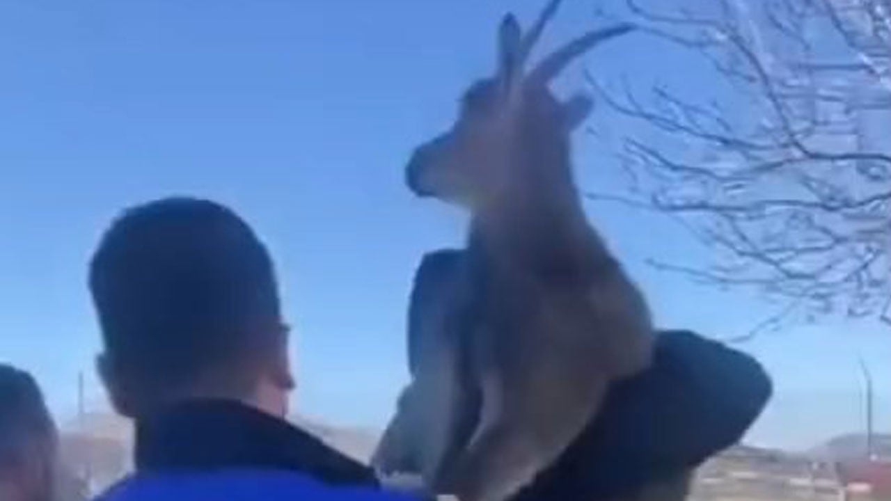 Tellere takılan yaban keçisi için seferber oldular