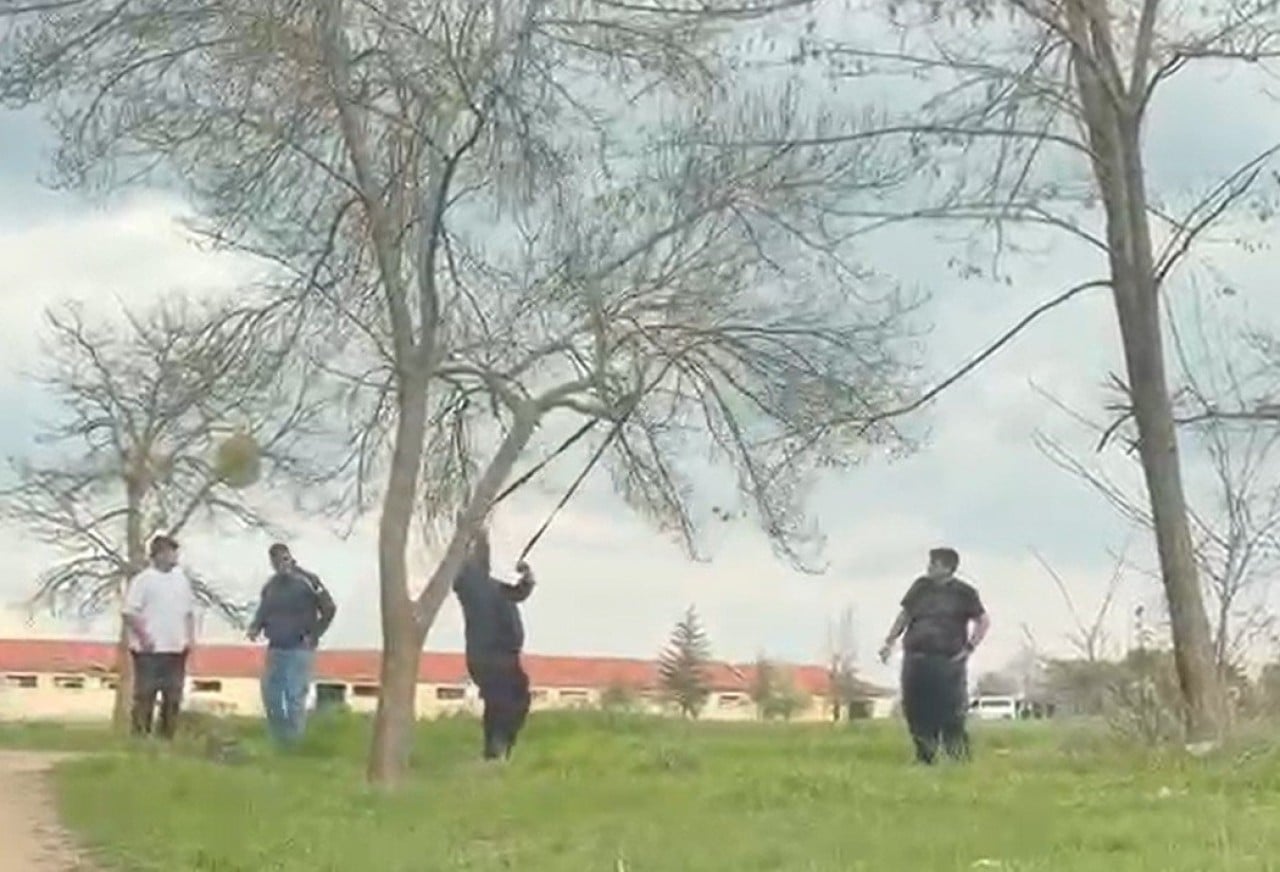 Tepki çeken görüntü! Mangal için ağacın dalını böyle kırmaya çalıştılar