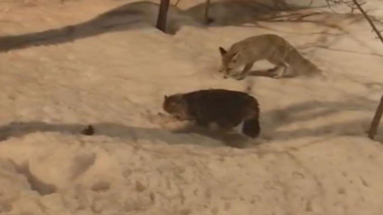Tilki ile kedinin güldüren anları! Beraber yiyecek aradılar