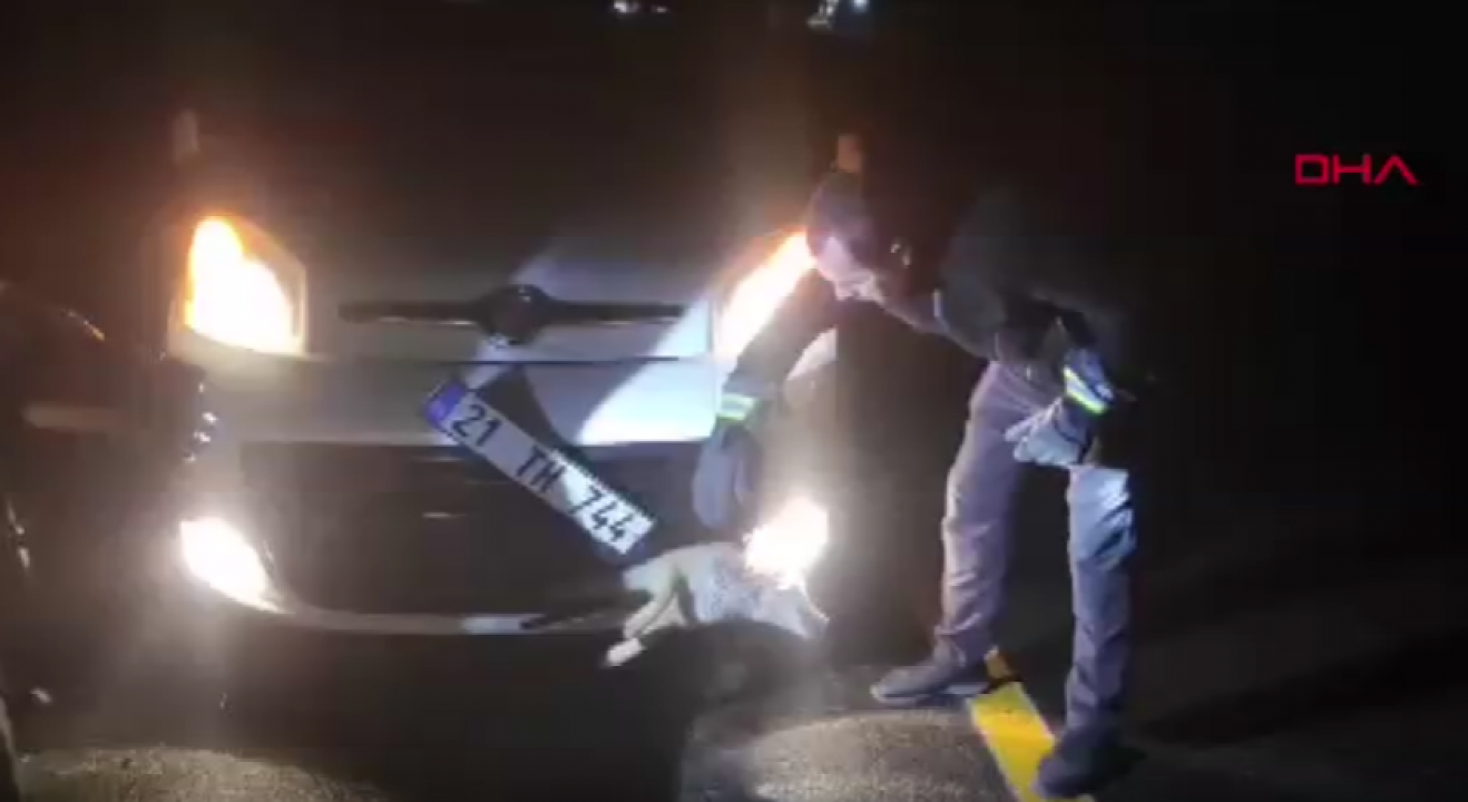 Tilki, kendisine çarpan aracın tamponuna sıkıştı