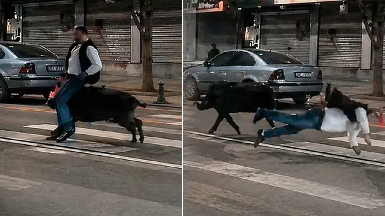Trafikte hız yapan domuz yaya geçidinden geçen yayaya çarptı