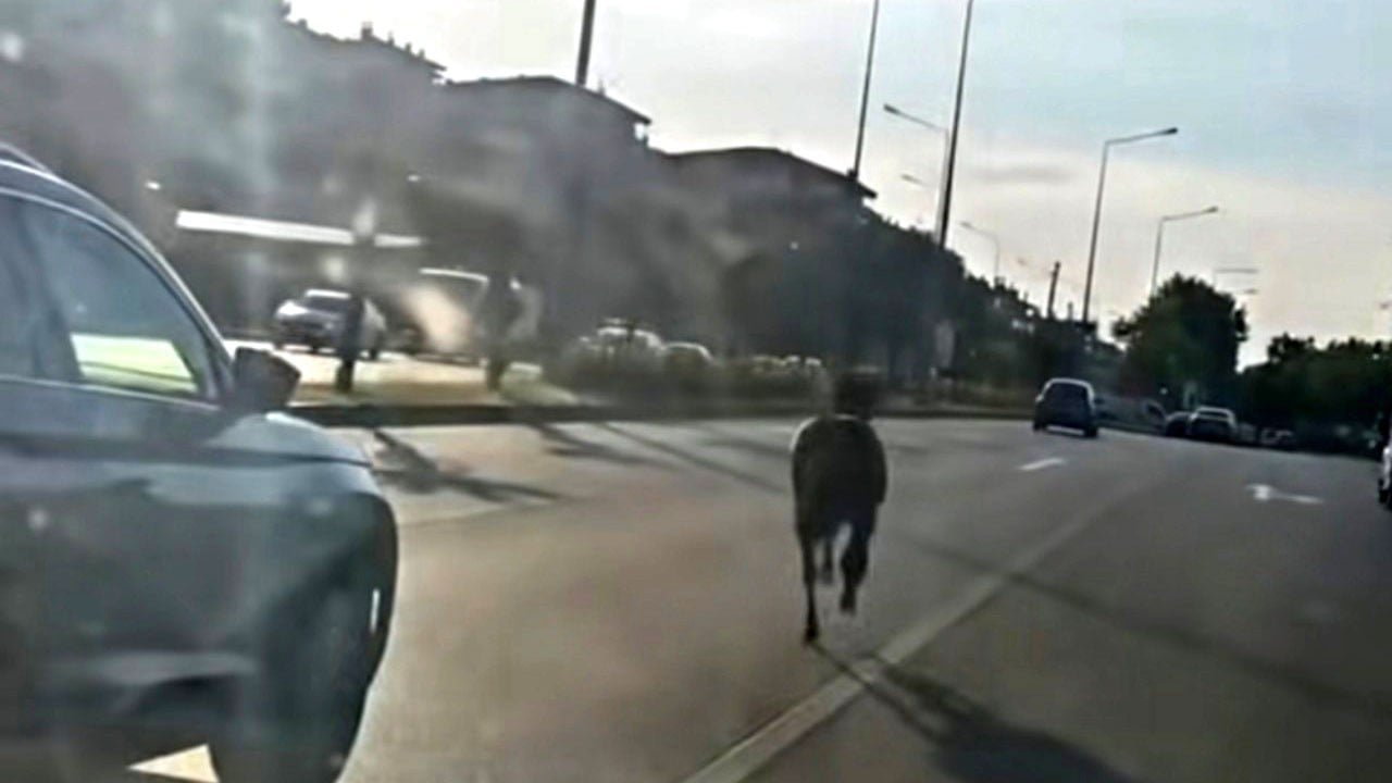 Trafikte tehlikeli anlar! Başıboş at ana yola daldı