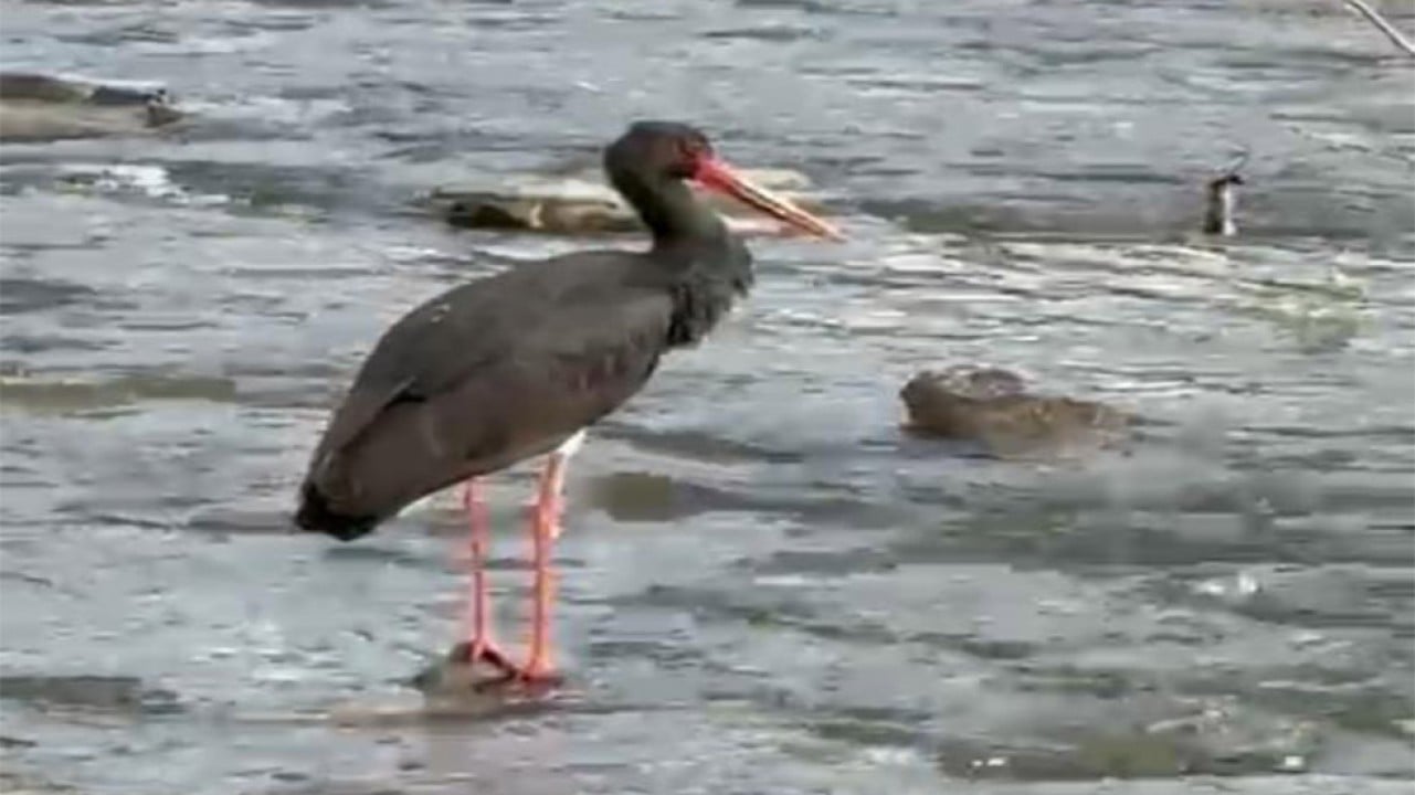 Türkiye'de nadir görülen kara leylek Karabük'te kameralara yakalandı