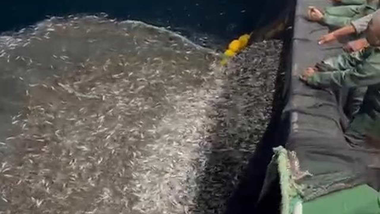 Tuttukları binlerce balığı geri bıraktılar! Bakın neden