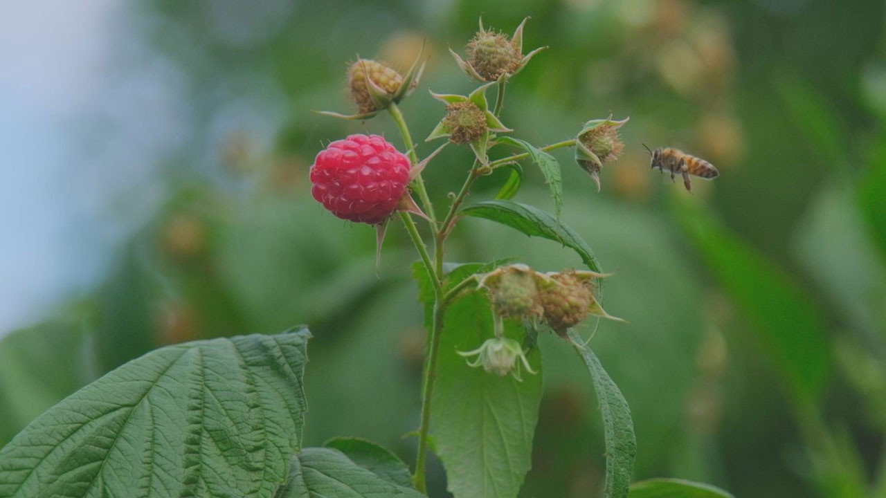 Üretim yüzde 70 düştü! Bu meyvenin sonu gelebilir