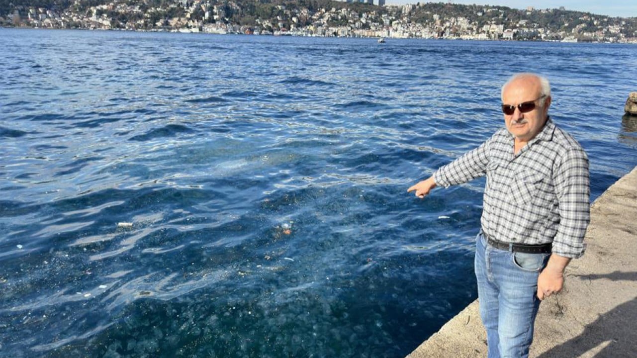 Üsküdar sahilinde binlerce denizanası karaya vurdu