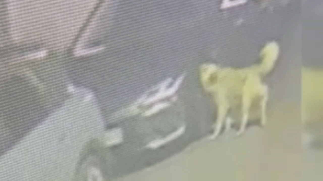 Üsküdar'da başıboş köpeklerin yaptığı şaşırttı! 