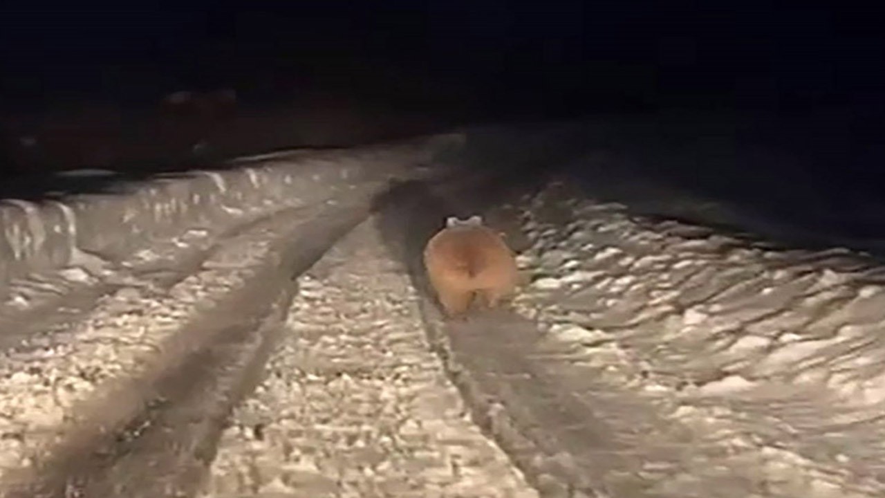 “Uykusu kaçan” kış uykusuna yatmayan kilolu ayı güldürdü