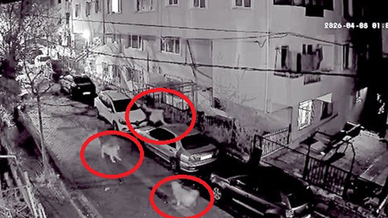 Üzerine gelen köpekleri görünce panikle kaçtı! Kurtulmak için otomobilin üstüne çıktı