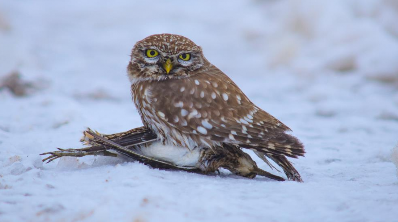 Vahşi doğada hayatta kalma savaşı! Kukumavın gündüz avı objektiflerde: İşte belgesel gibi kareler