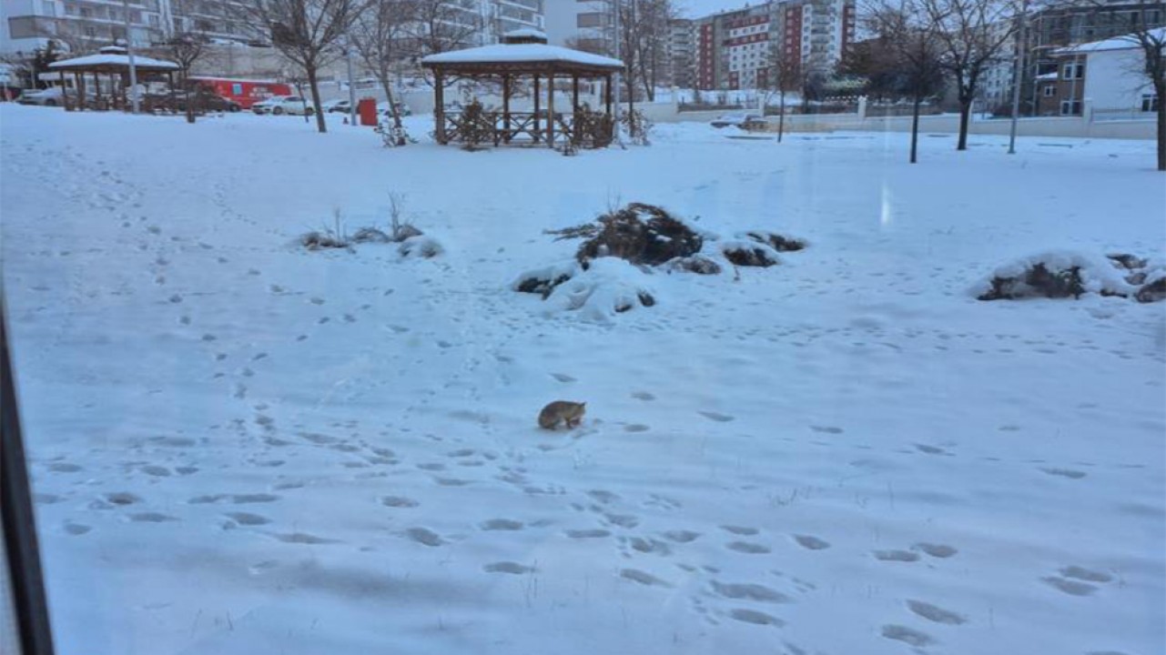 Valilik bahçesindeki davetsiz misafir gülümsetti