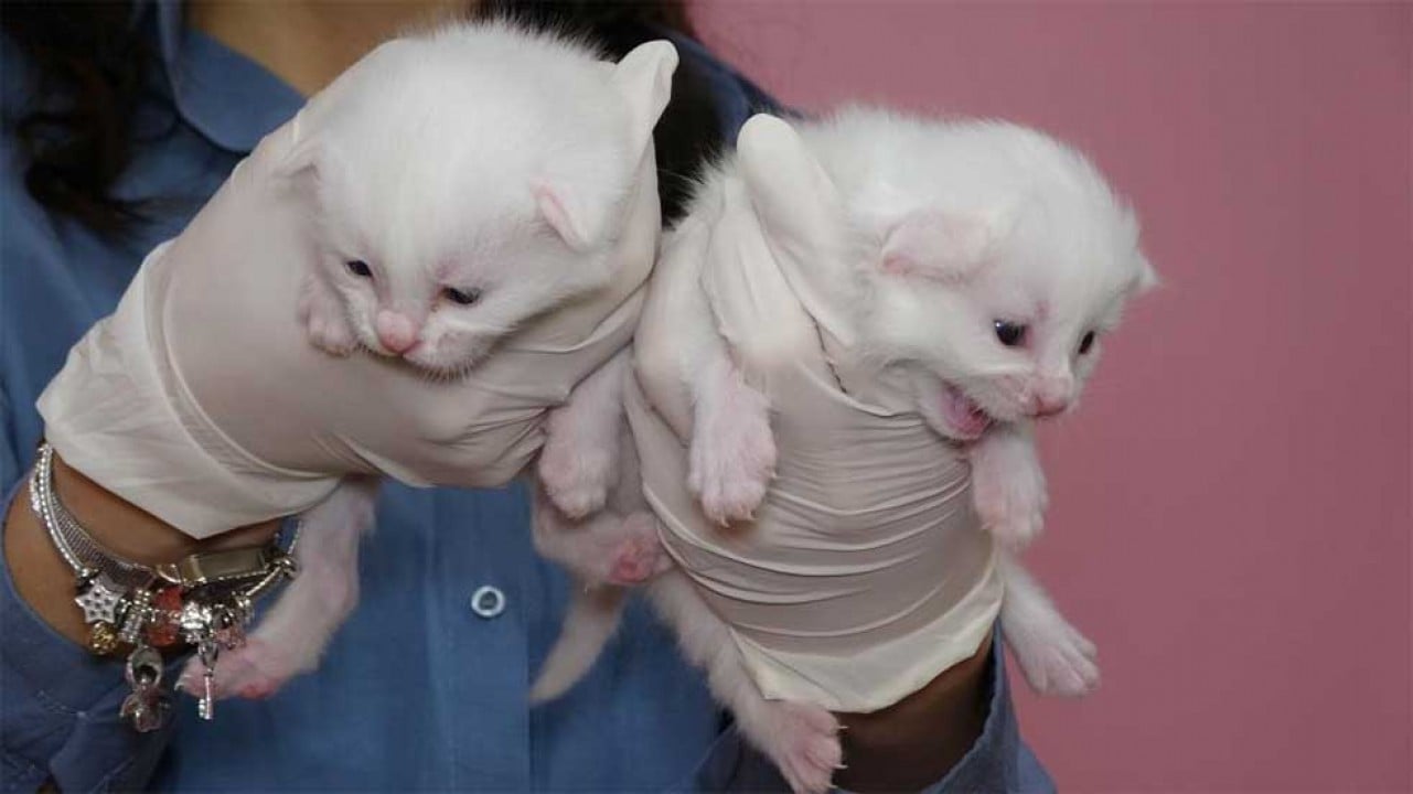 Van Kedi Villası'nda bu yıl 120 yavru dünyaya geldi