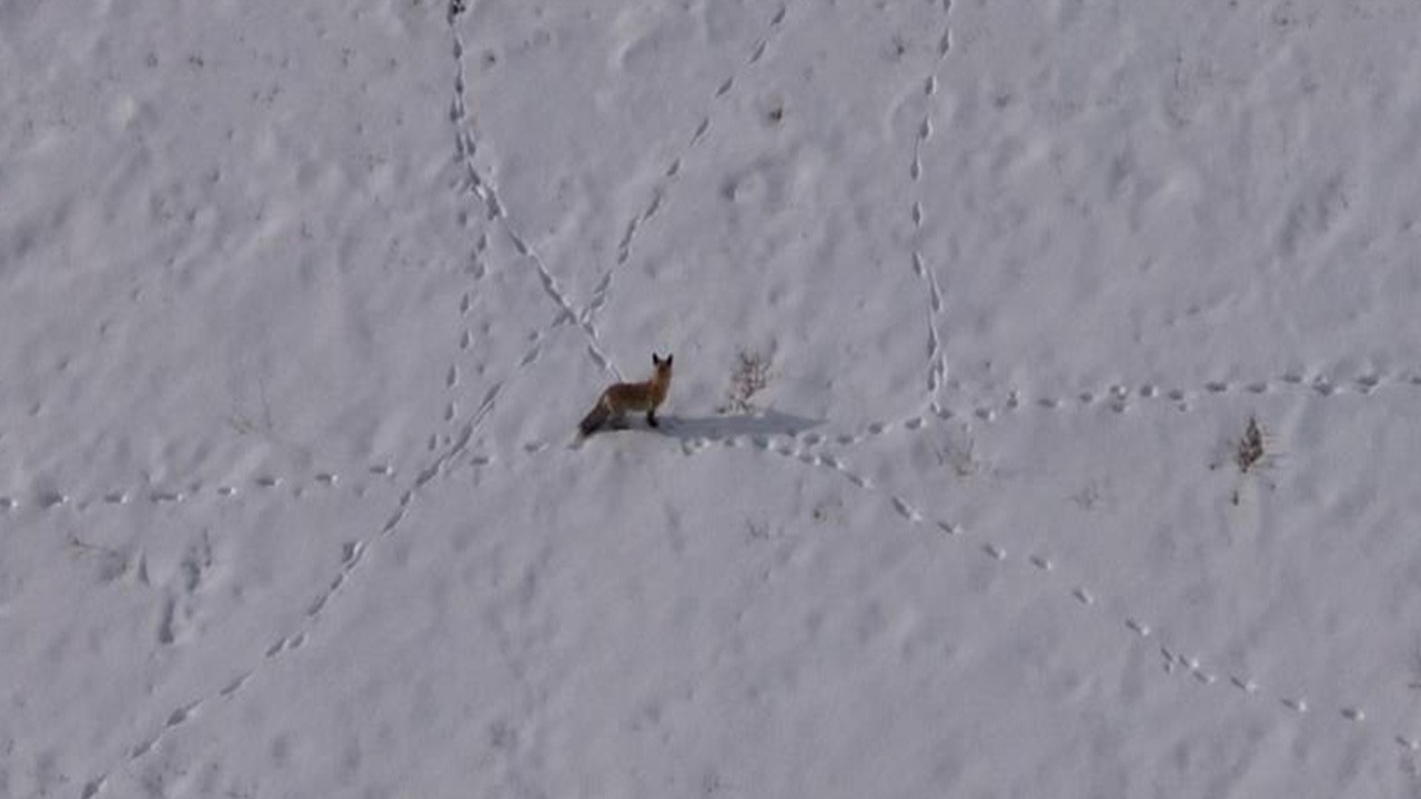 Van'da kurnaz tilkinin avı dron kamerası ile görüntülendi