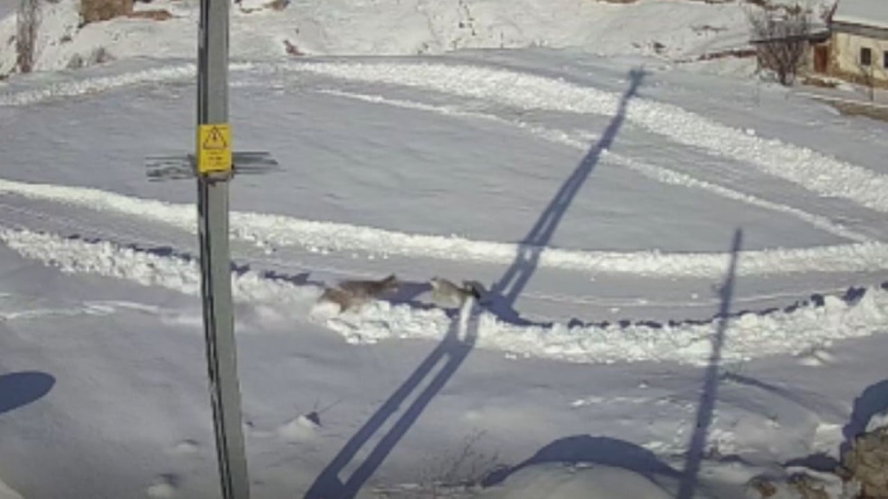 Vaşağın karlar içindeki tavşan avı kameralara yakalandı