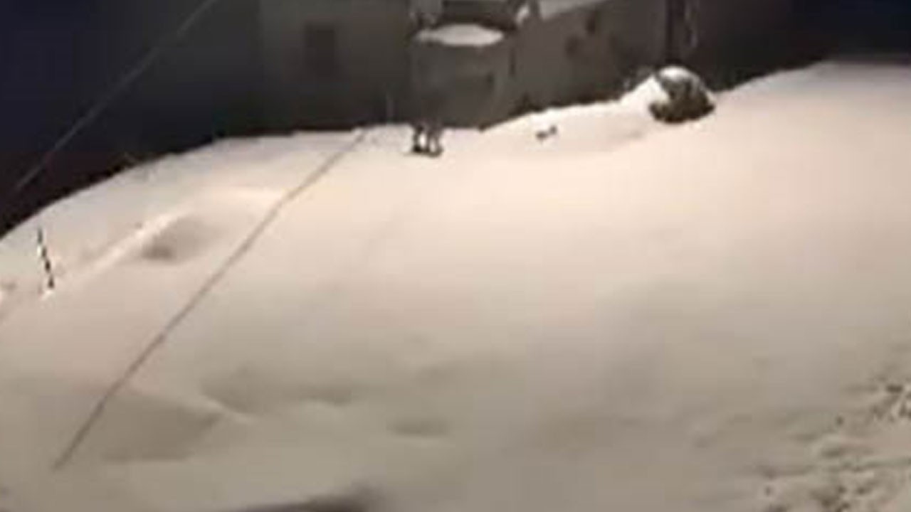 Vaşak ailesi Elazığ’da böyle görüntülendi