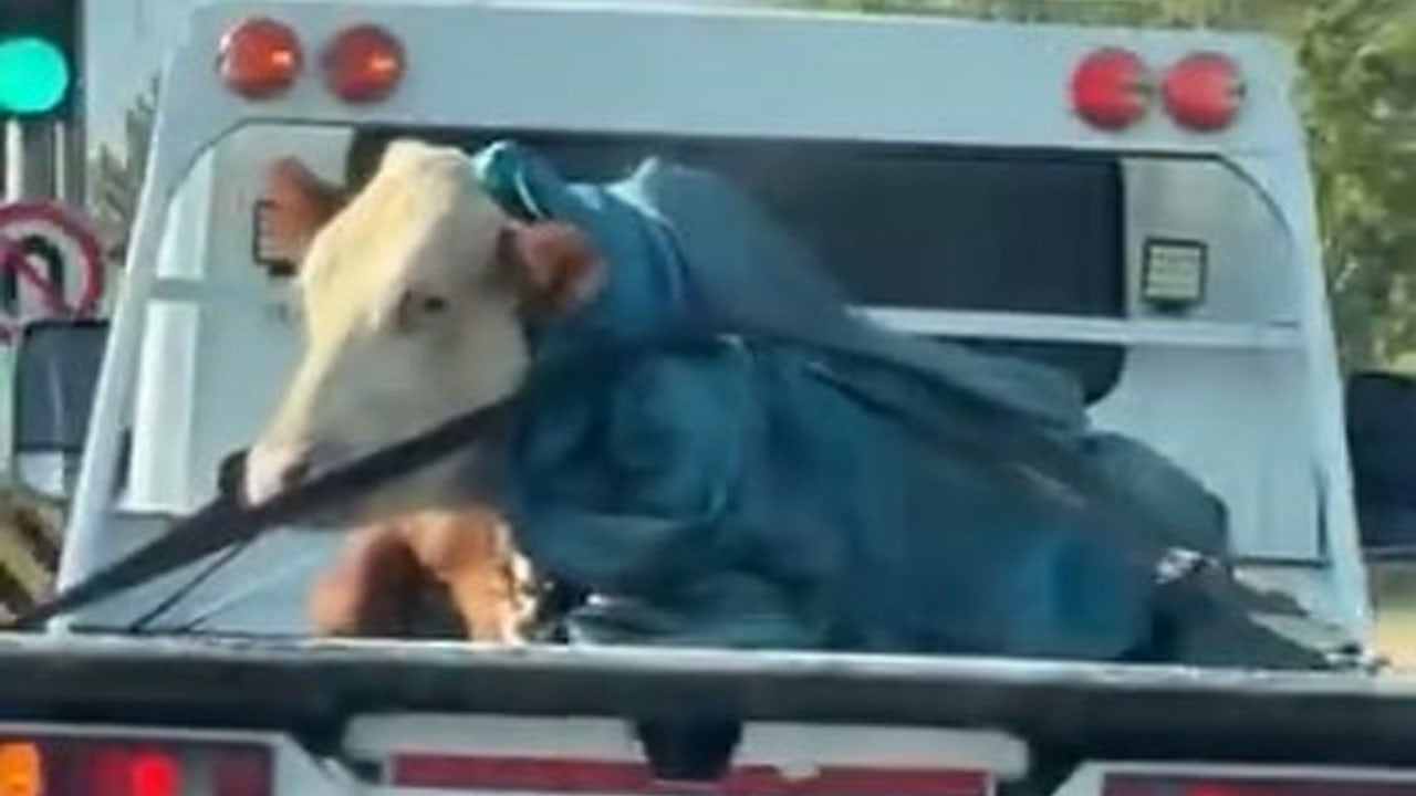 Vatandaşlar şaşkınlıkla bakakaldı! Çekicide araç değil tosun taşıdılar!