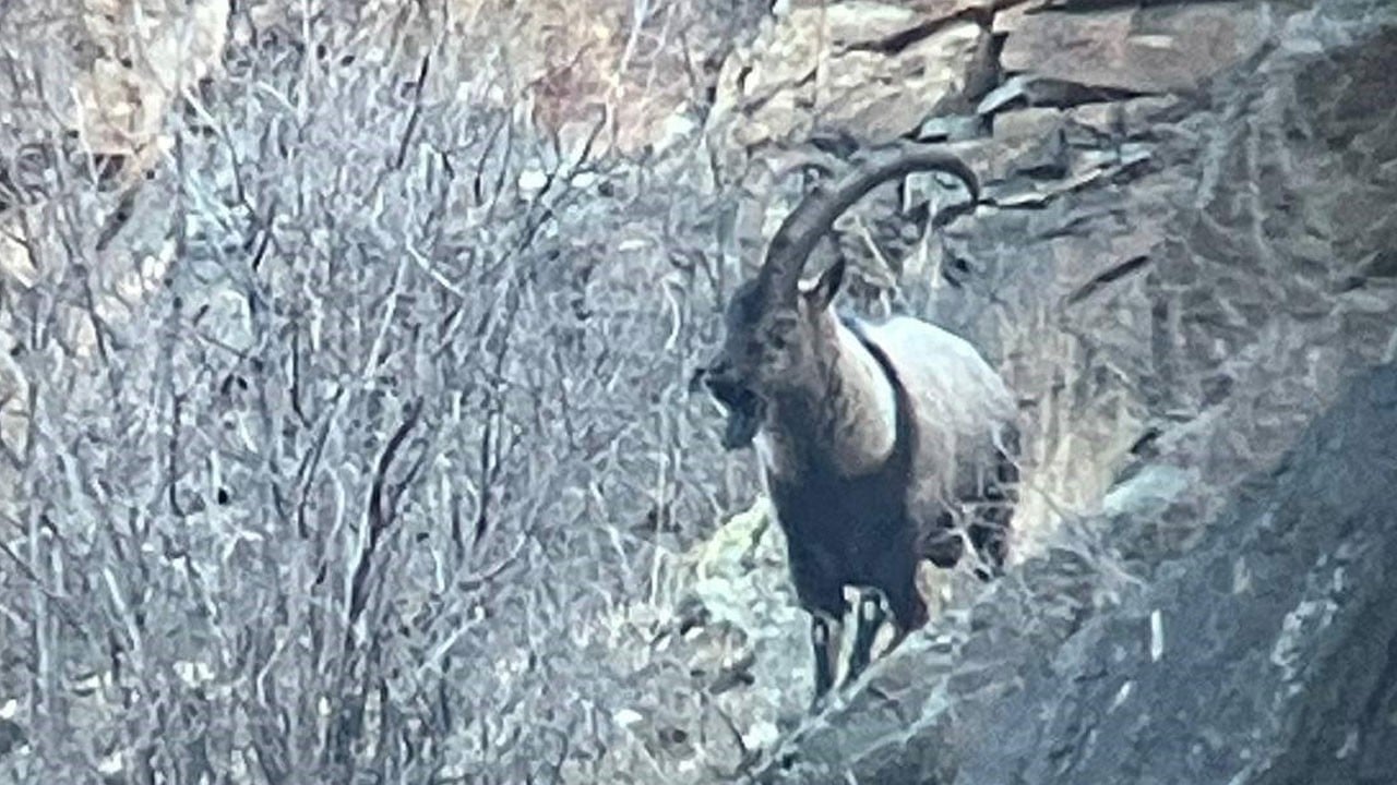Yaban hayatı tek tek böyle kayıt altına alınıyor! 