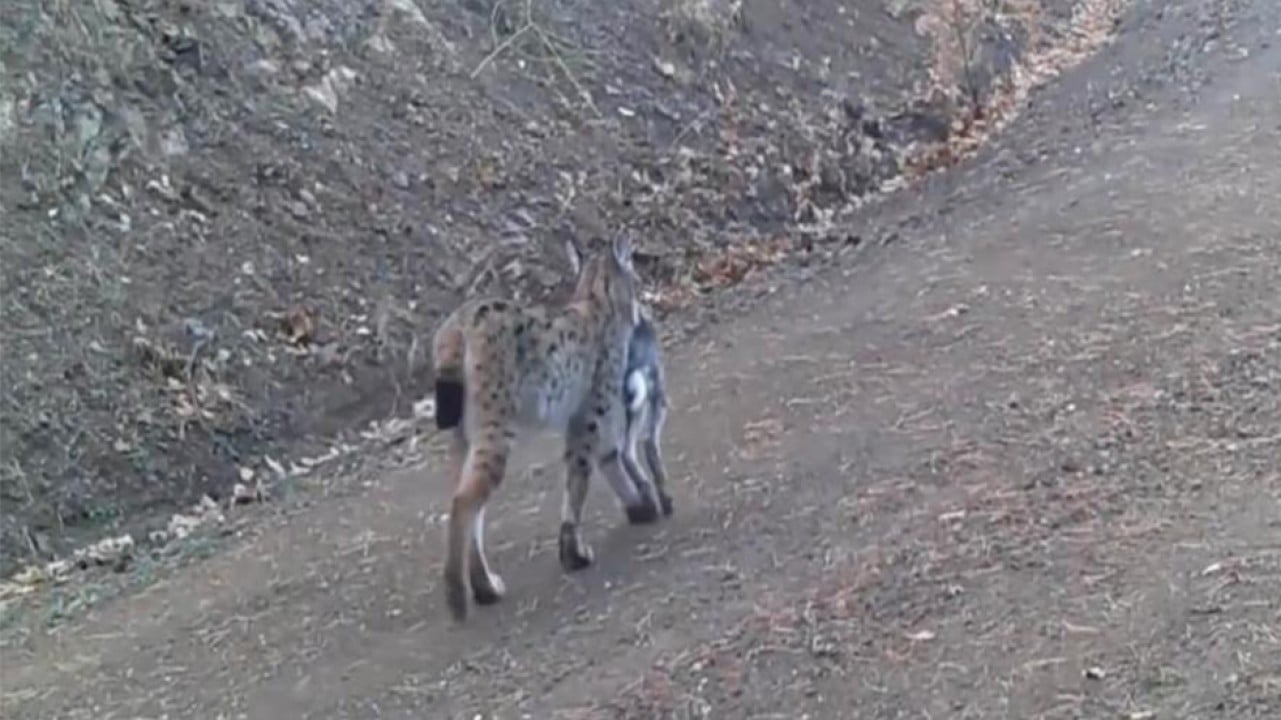 Yakaladığı avını taşıyan vaşak kameralara yakalandı