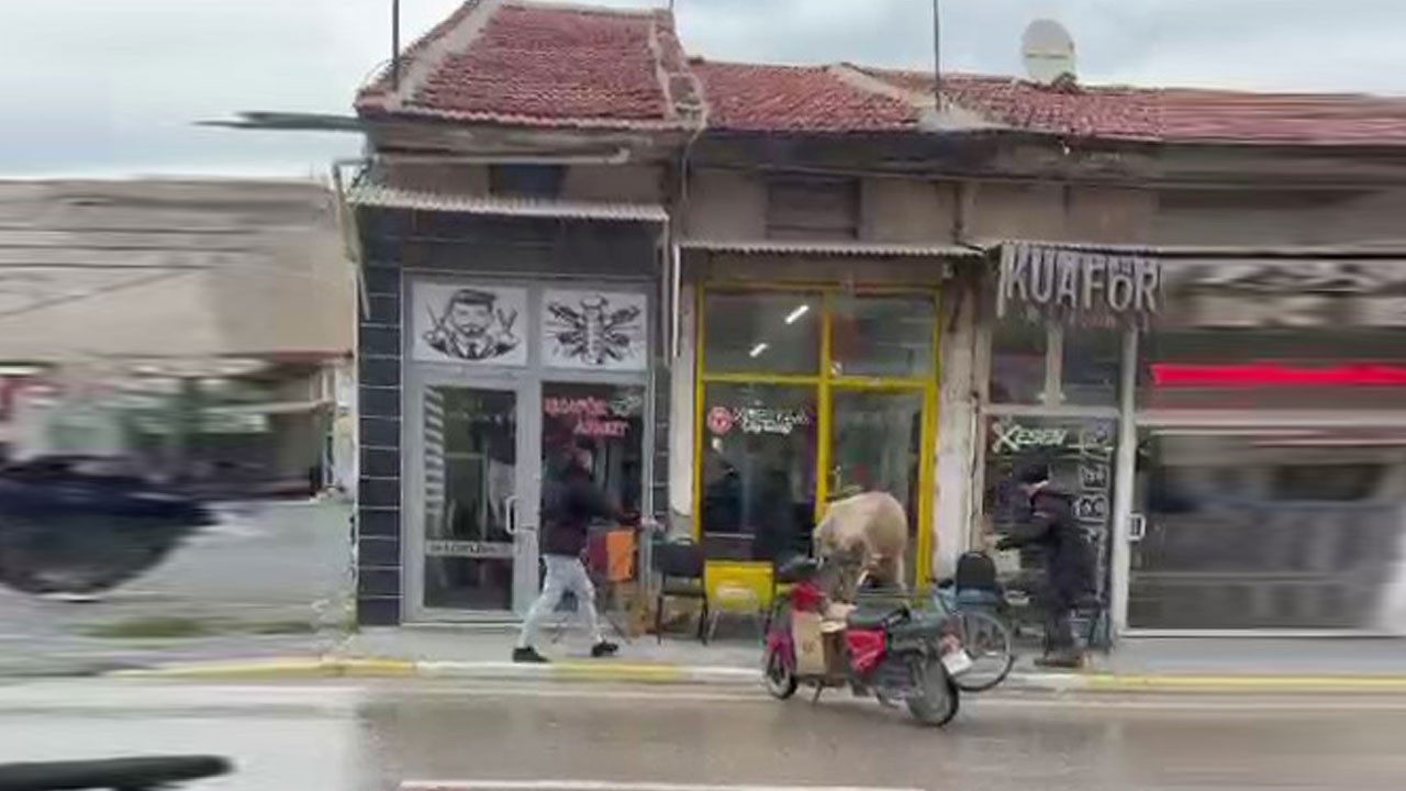 Yaramaz ineği görenler şaştı kaldı! Sahibinin elinden kaçtı soluğu orada aldı