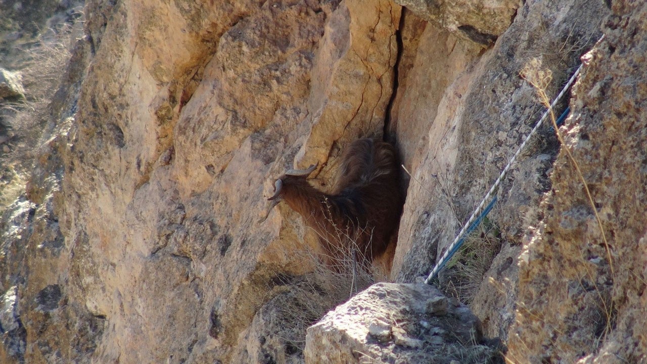Yaramaz keçi, sarp kayalıklarda 5 gün mahsur kaldı!