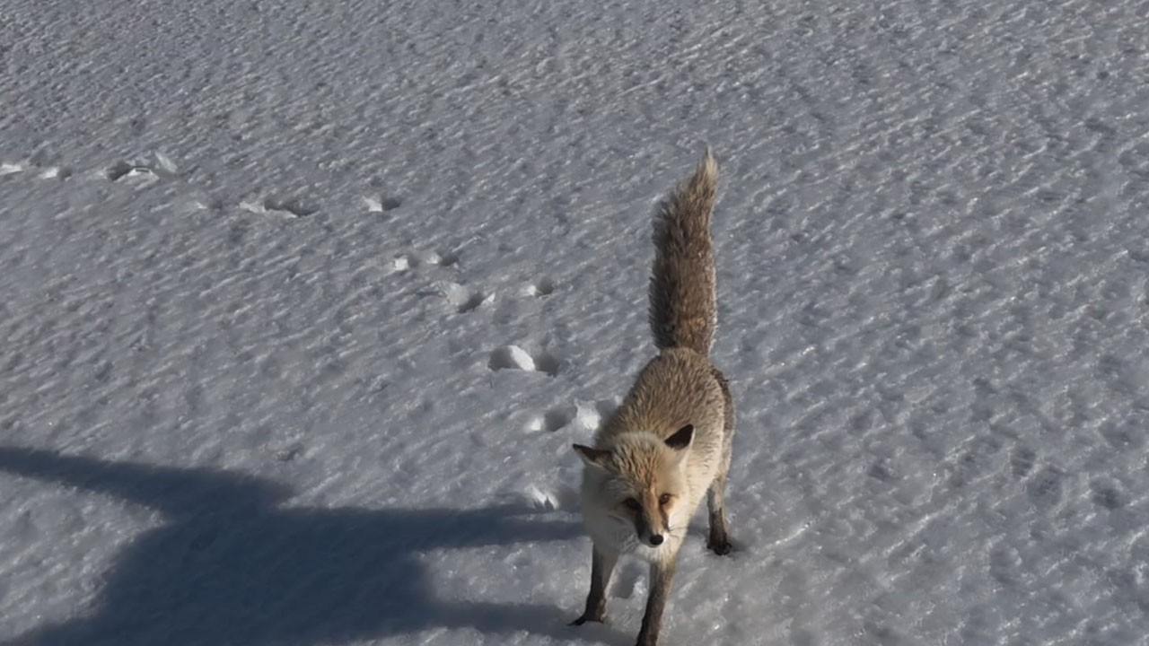 Yaramaz tilkinin drone ile sınavı görüntülendi! 