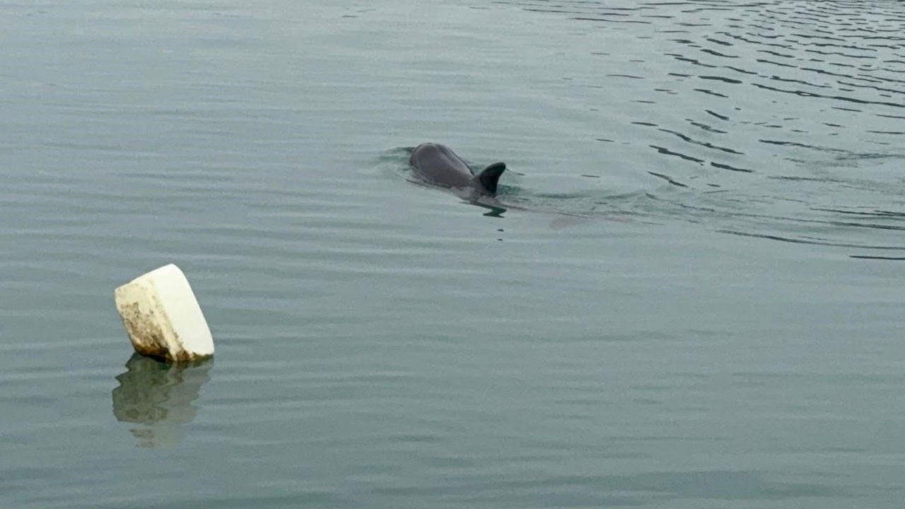 Yaramaz yunus özgürlüğüne kavuştu