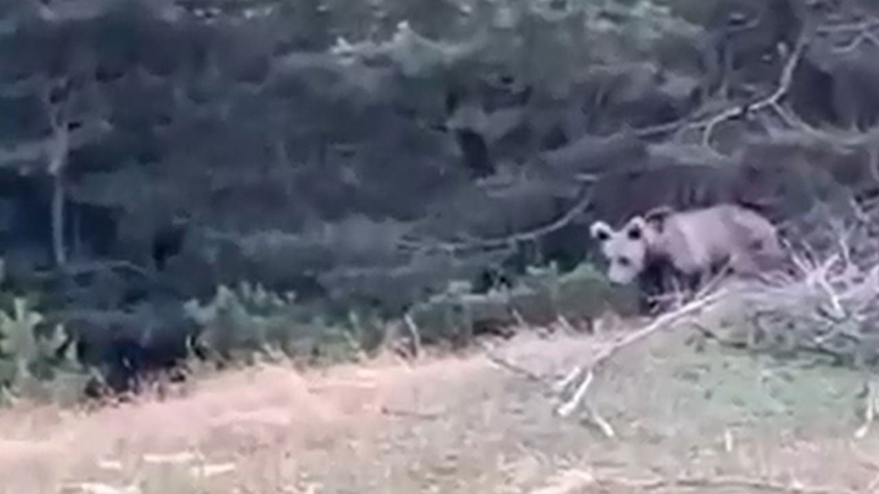Yavru ayı kameraya böyle yansıdı