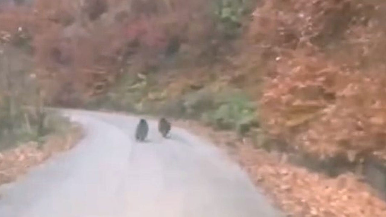 Yavru ayılar kameraya böyle yansıdı