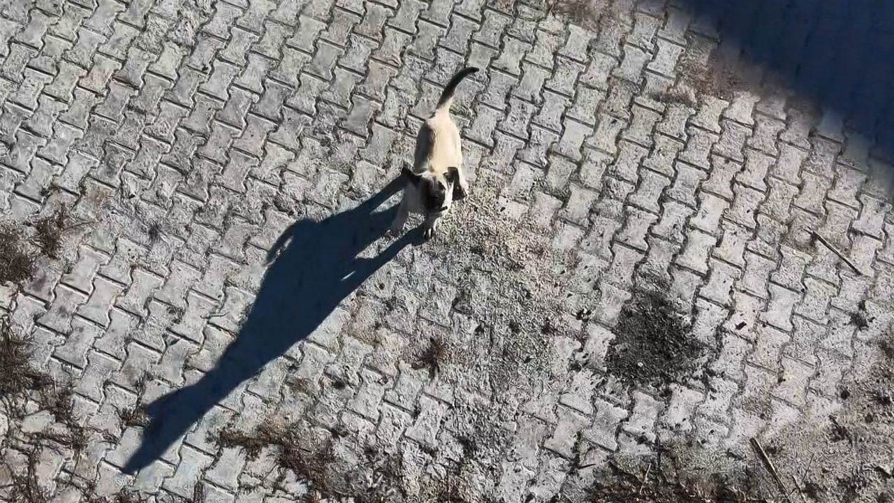 Yavru kangalın dron merakı gülümsetti