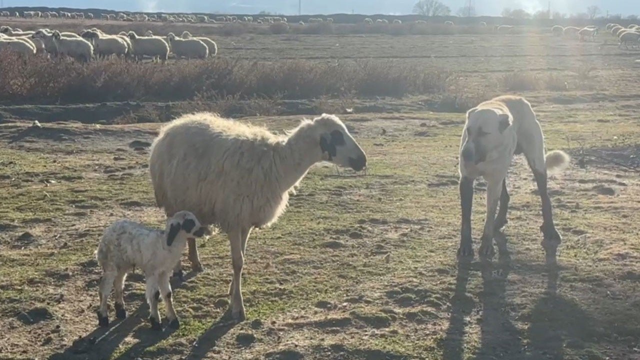 Yavrusuna siper oldu! Anne koyunun yavrusunu köpekten böyle korudu