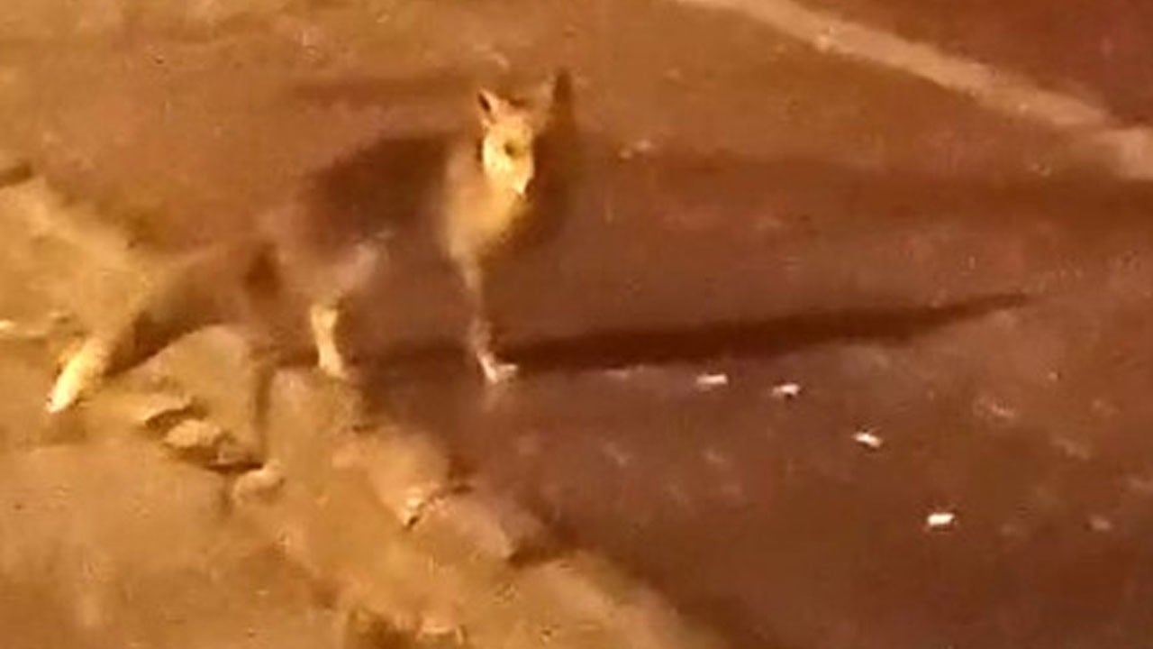 Yiyecek bulamayan tilkiler şehir merkezine indi