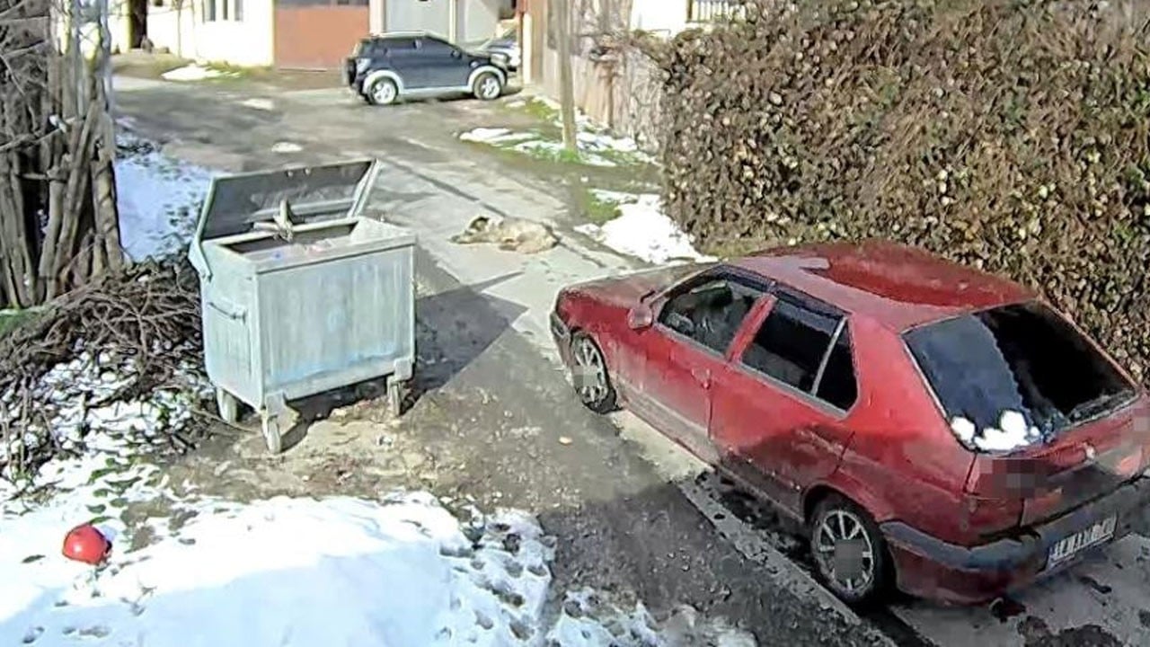 Yolda uzanan köpeği ezip geçti! O anlar kamerada