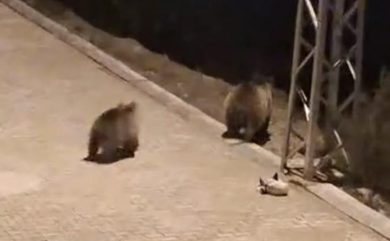 Yozgat’ta korkutan olay! Ayılar bu kez yerleşim yerinde görüldü