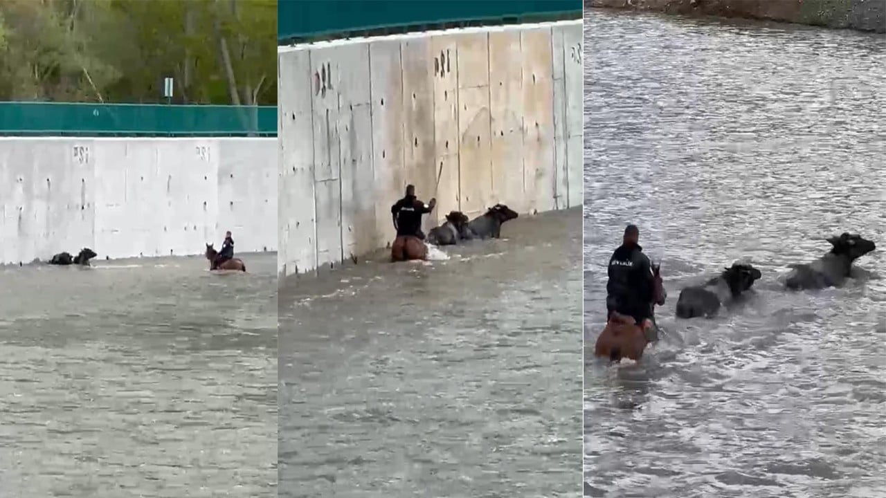 Yükselen suda mahsur kalan mandaları kovboy gibi atıyla kurtardı