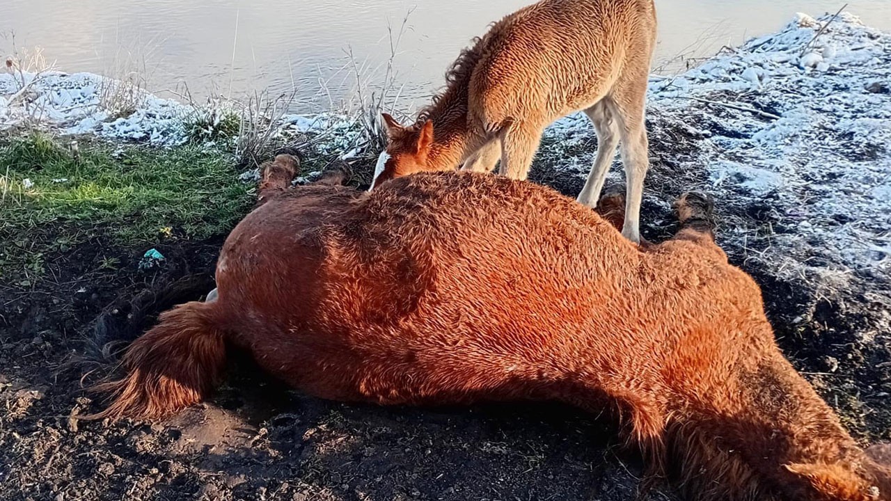 Yürek burkan görüntü! Ölen annesinin başından ayrılmadı
