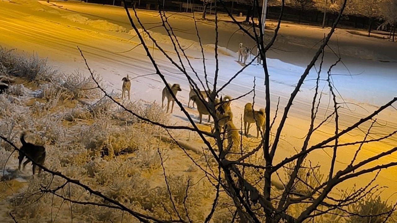 Yürekleri sızlatan olay! Küçük kız sokak köpeğinin saldırısına uğradı