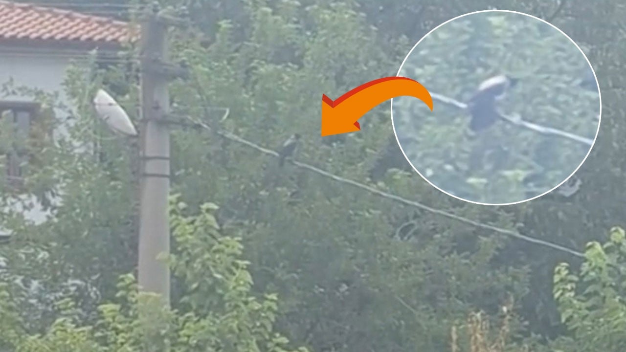 zikir çeken Karga! Tele konup ‘Allah’ diye bağırdı