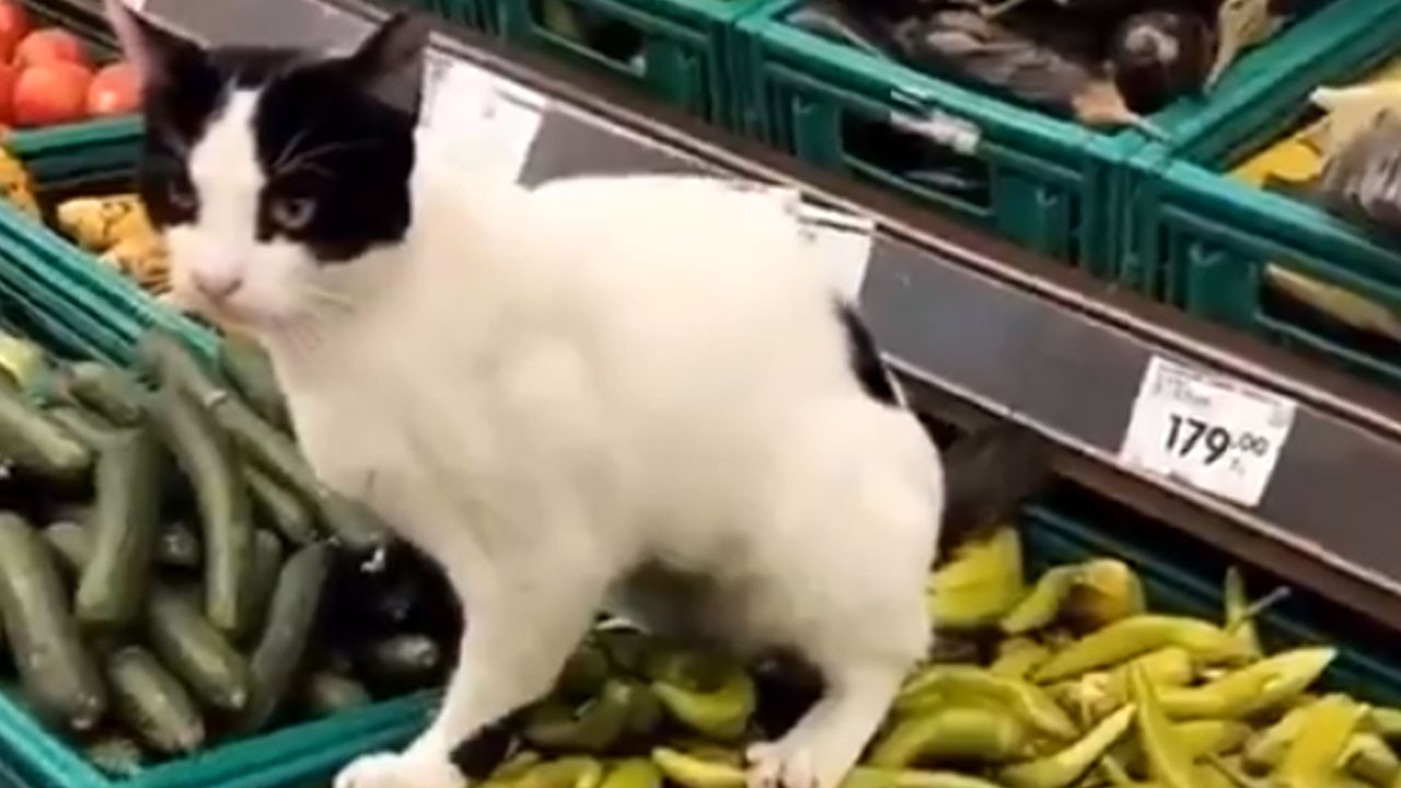 Zincir markette iğrenç görüntü! Sebzelerin üzerine tuvaletini yaptı