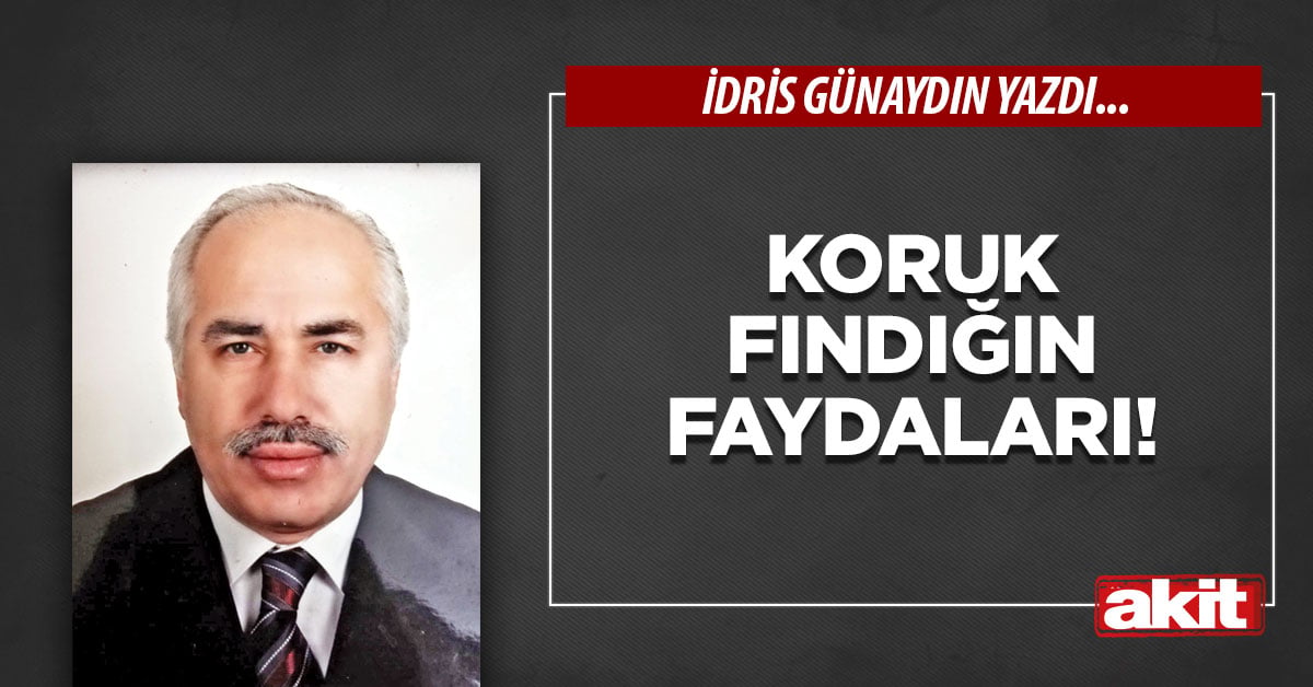 Koruk fındığın faydaları!