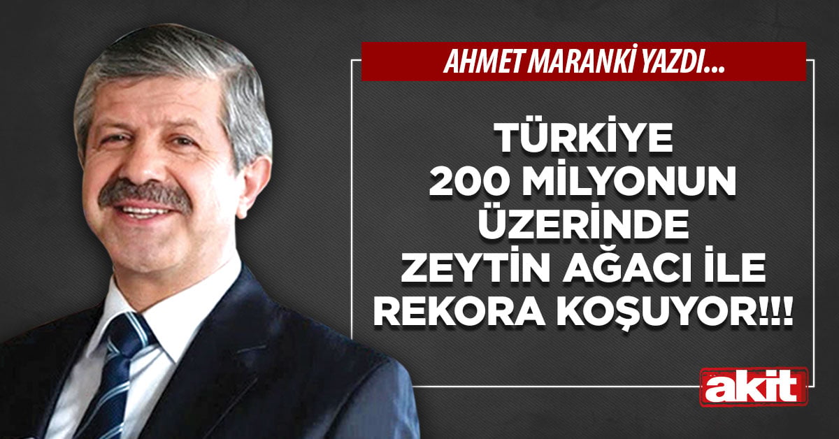Türkiye 200 milyonun üzerinde zeytin ağacı ile rekora koşuyor!!!